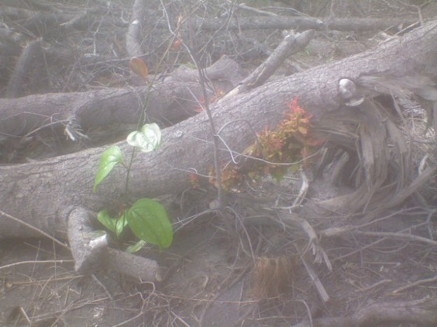 DSC00137 Tunas-tunas baru