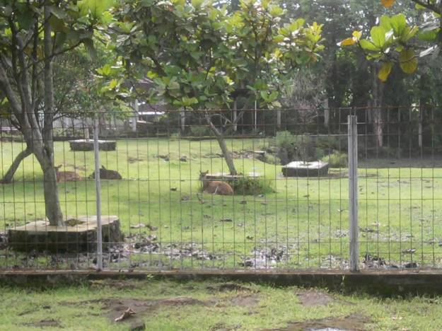 kandang rusa Kandang rusa