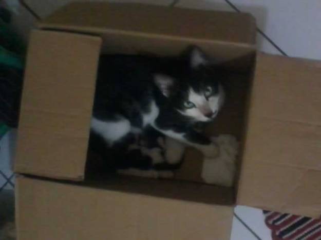 Kuma dan anak-anaknya