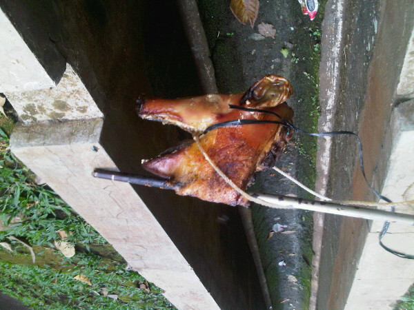 Kepala babi yang digantung (sumber: http://plixi.com/p/77754688)