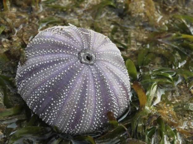 Biota laut di Ujung Genteng