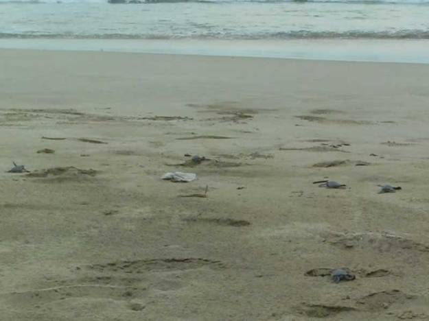 Penyu merambat menuju laut