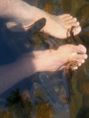 Ikan-ikan berkumpul di sekitar kaki