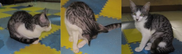 Bonci versi 2.0 in action