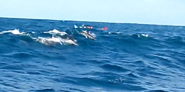 Kelompok lumba-lumba