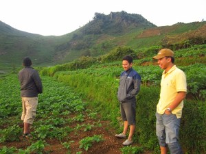 Melewati ladang kentang