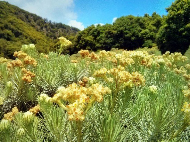 Edelweiss, Tegal Alun