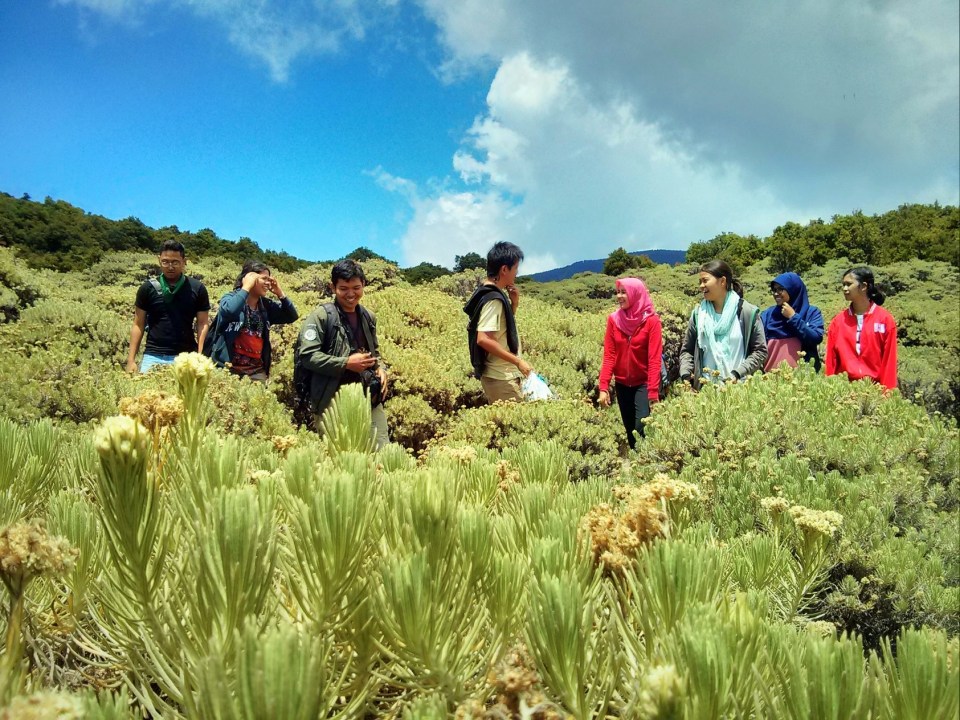 Padang Edelweiss di Tegal Alun