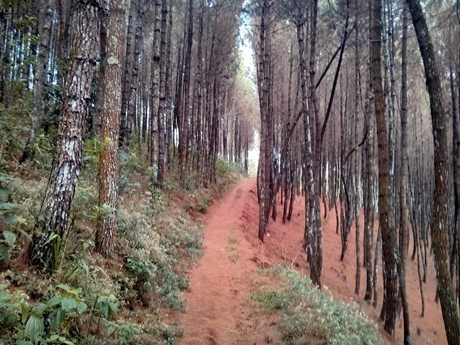 Hutan setelah melewati Moko Daweung