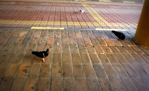 Burung dara di KOMTAR