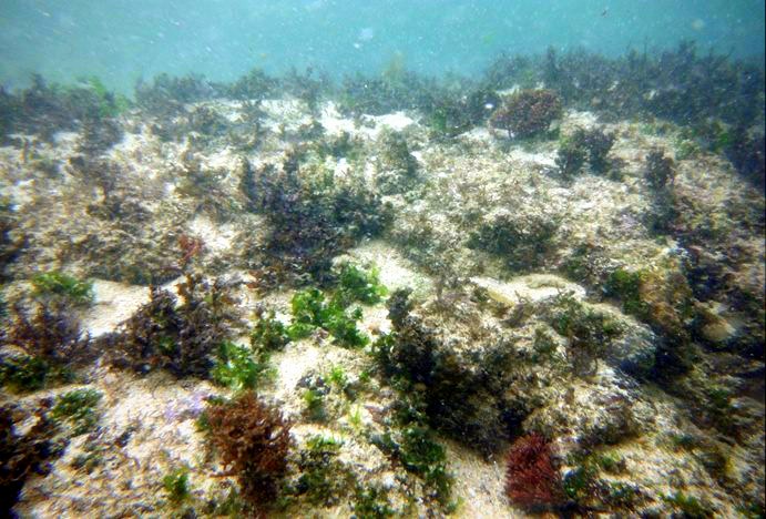 Karang dan biota laut lainnya di balik air