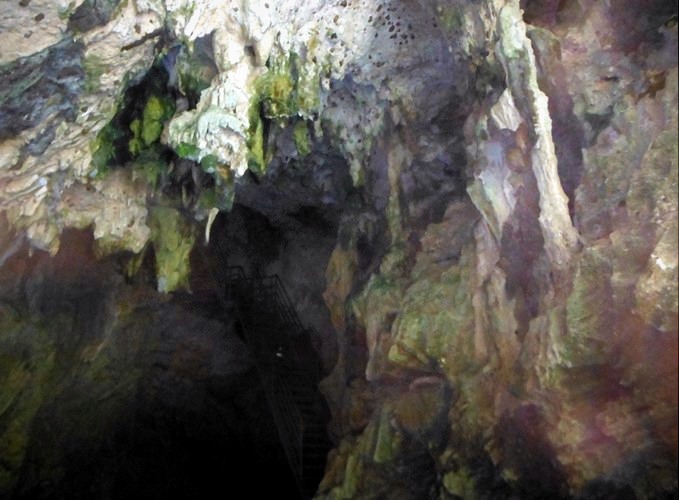 Tangga ke tempat budidaya burung sriti