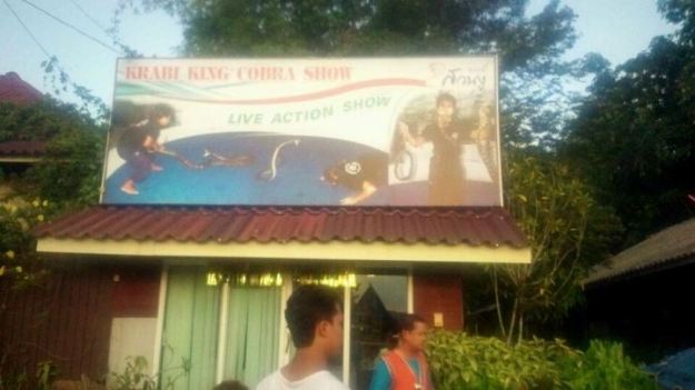 Krabi King Cobra Show (photo by Pambudi)