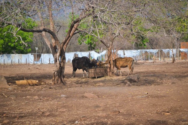 Banteng-banteng Jawa di penangkaran (foto oleh Pras)