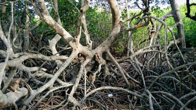 Kera-kera di hutan mangrove