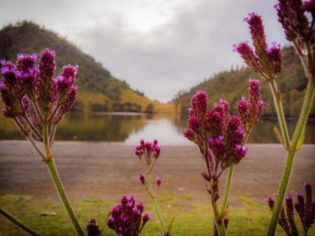 Bunga di Ranu Kumbolo