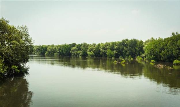 Hutan bakau belakang Masjid Al-Hikmah