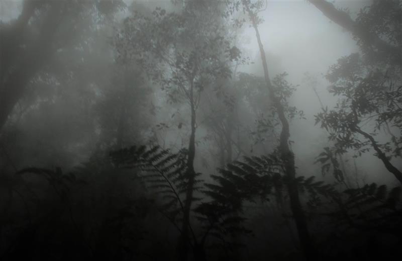 Kabut menyelimuti hutan di jalur Gunung Putri