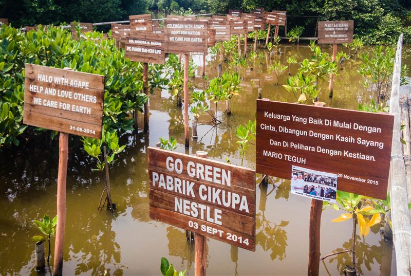 Bibit-bibit pohon bakau sumbangan dari berbagai kalangan