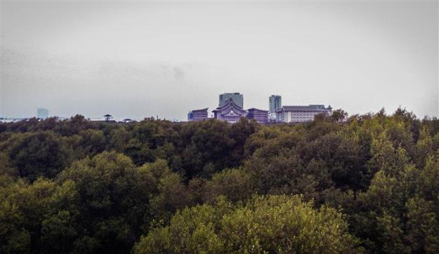 View hutan bakau dilihat dari menara pandang