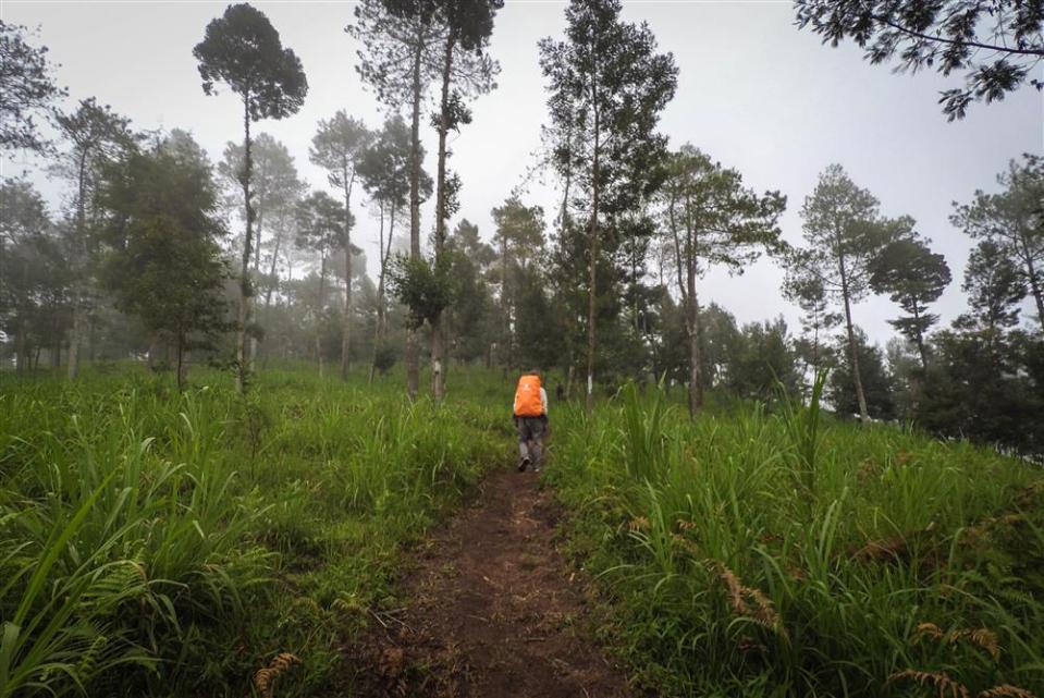 Memasuki kawasan hutan cemara