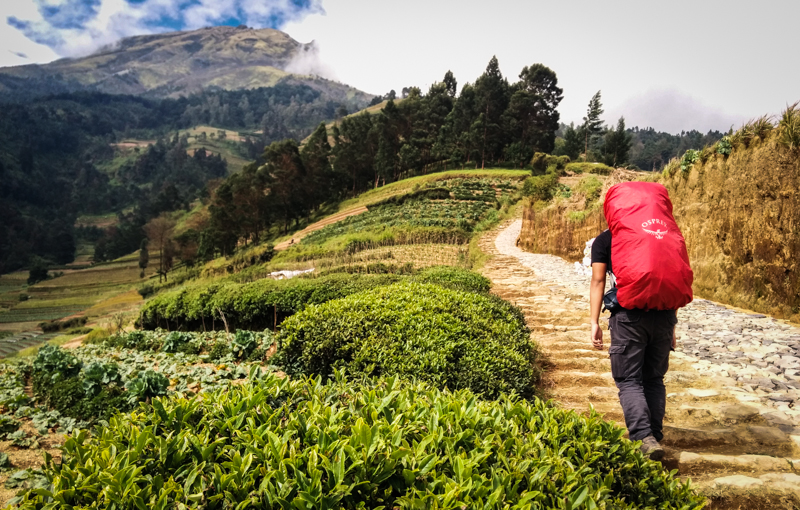 Berjalan melalui ladan-ladang warga
