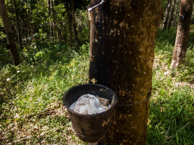 Ember yang menampung getah karet