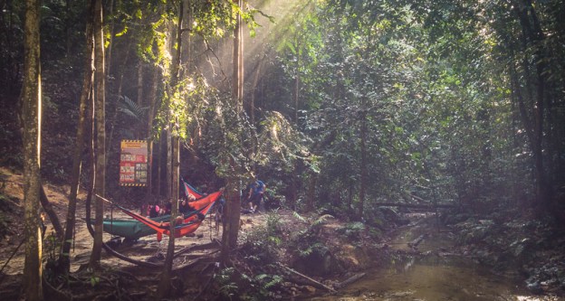 Light through the forest